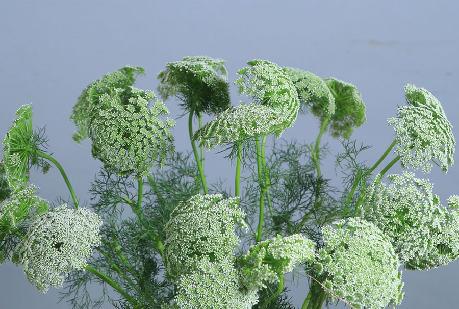 Ammi White cut flower grown by Cenacle Kenya
