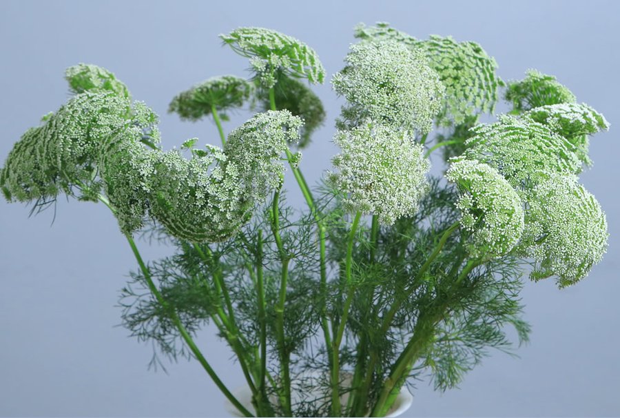 Ammi grown by Cenacle Kenya