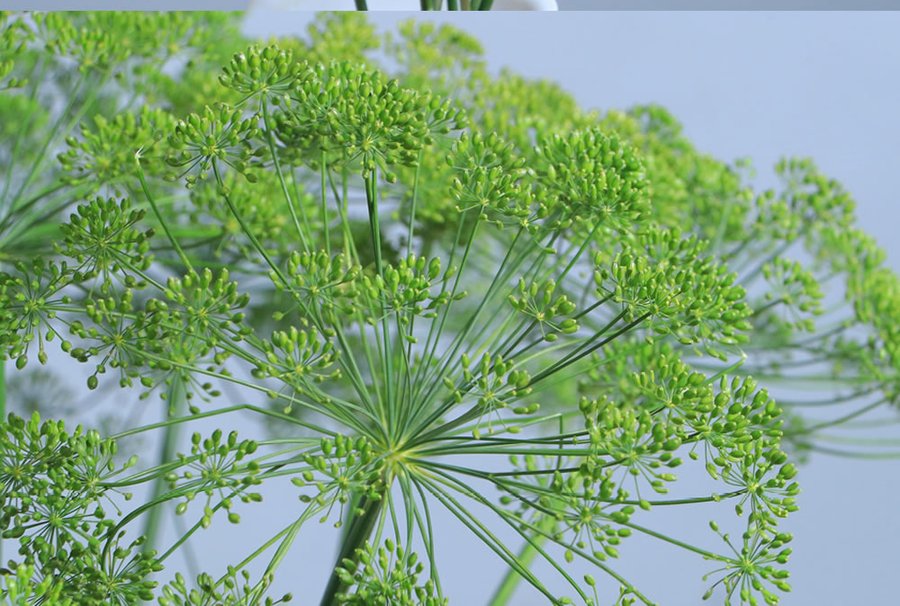 Anethum Yellow-Green cut flower grown by Cenacle Kenya