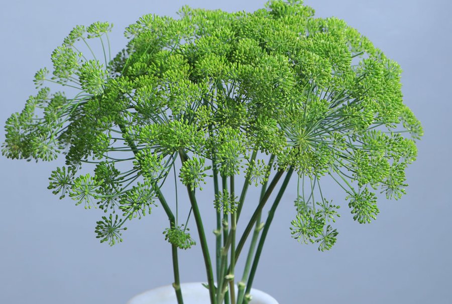 Anethum grown by Cenacle Kenya