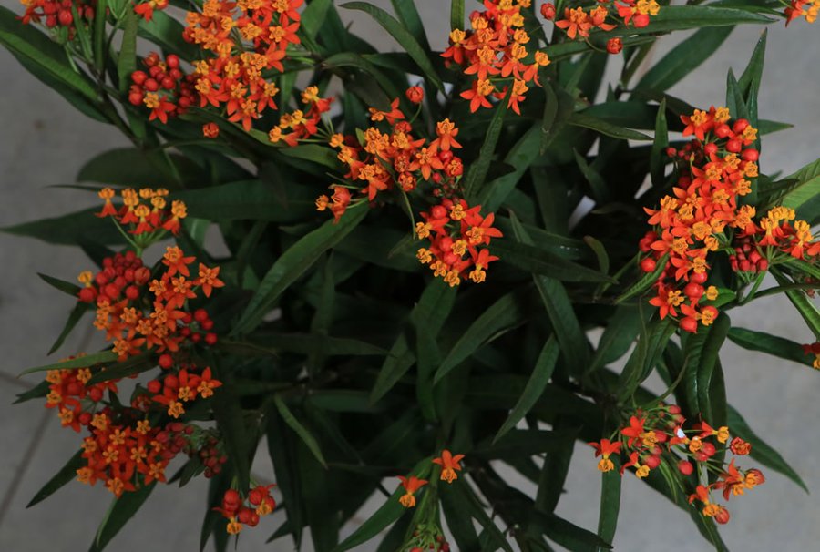 Asclepias Orange cut flower grown by Cenacle Kenya