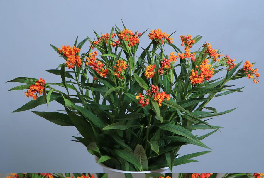 Asclepias grown by Cenacle Kenya