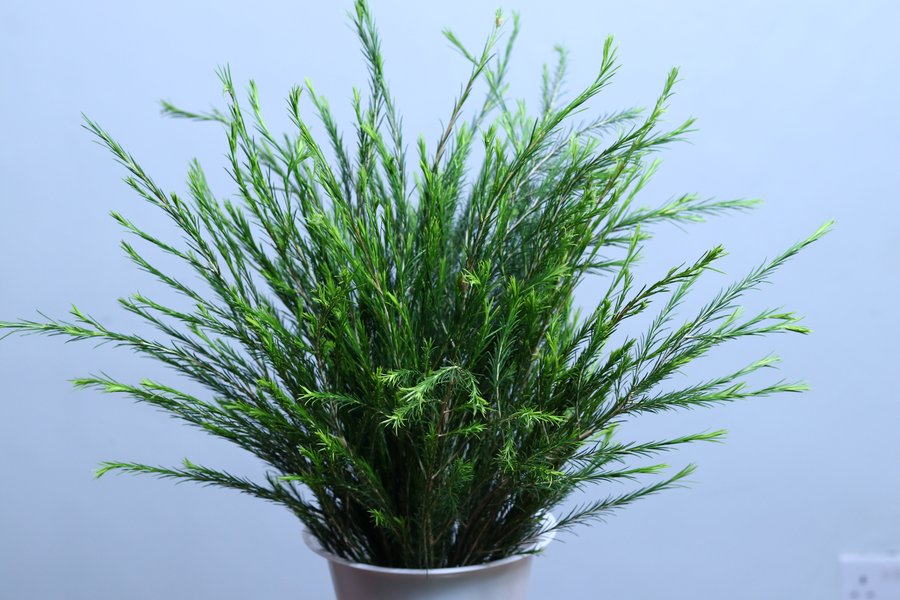 Bottlebrush grown by Cenacle Kenya