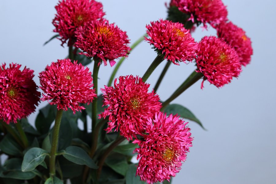 Bubblegum Cerise cut flower grown by Cenacle Kenya