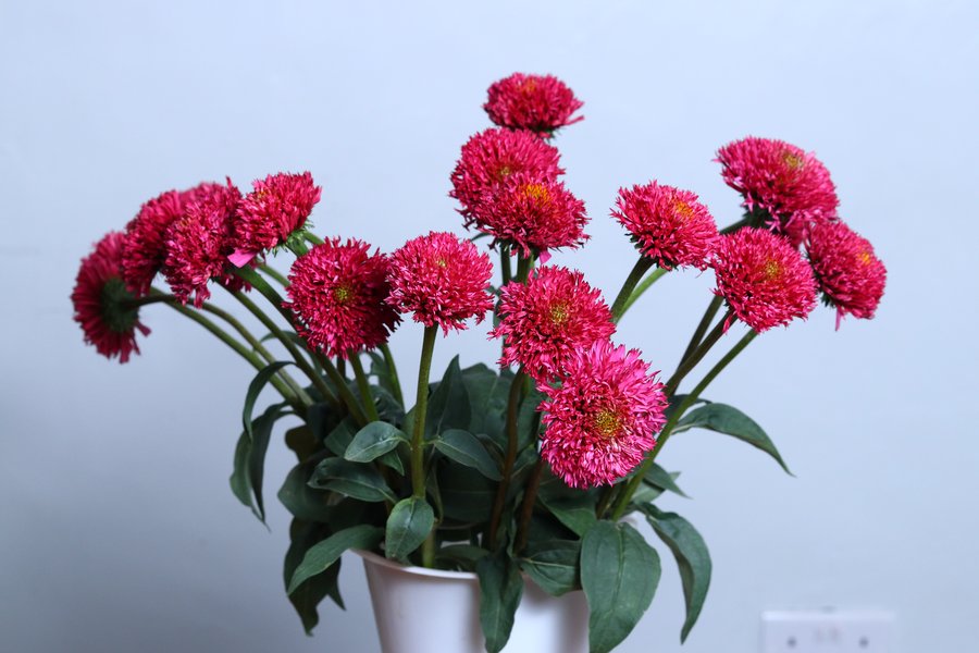 Bubblegum Cerise cut flower grown by Cenacle Kenya