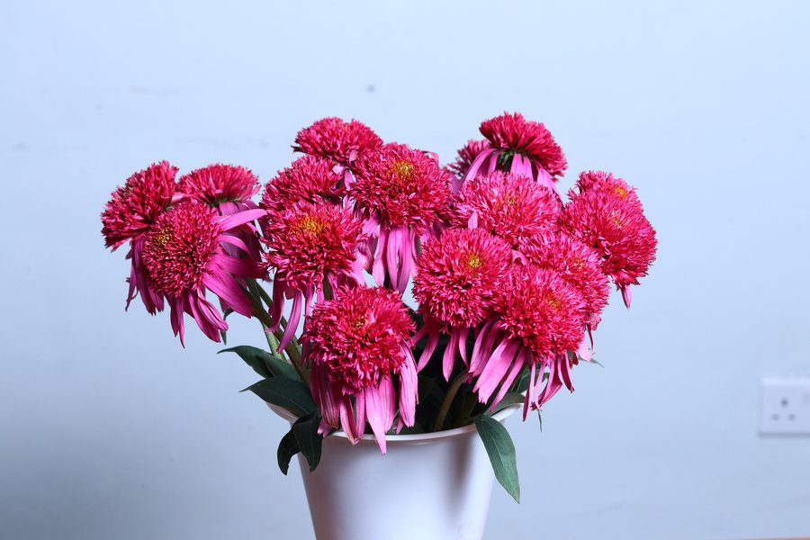 Bubblegum grown by Cenacle Kenya