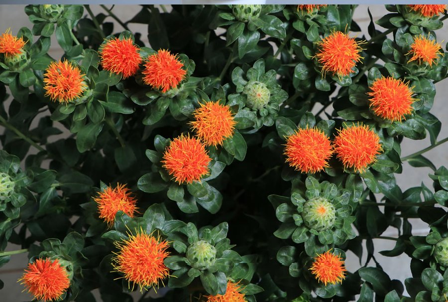 Carthamus Orange / Yellow cut flower grown by Cenacle Kenya