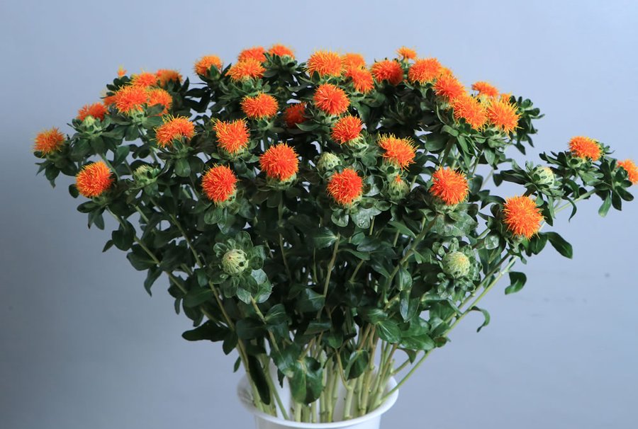 Carthamus grown by Cenacle Kenya