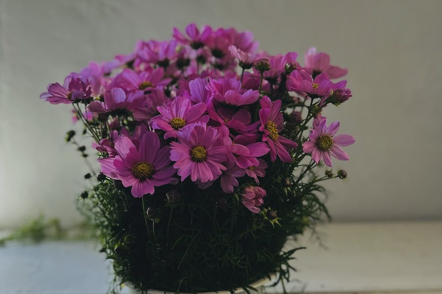 Cosmos Pink cut flower grown by Cenacle Kenya