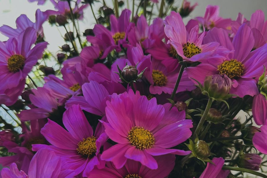 Cosmos Pink cut flower grown by Cenacle Kenya