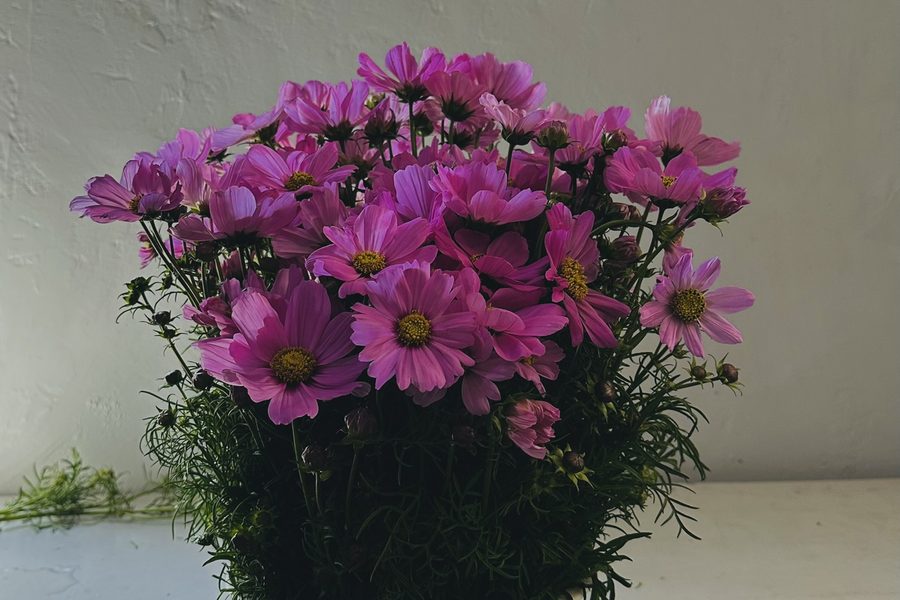 Cosmos grown by Cenacle Kenya