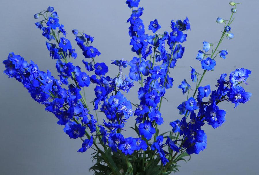 Delphinium Blue cut flower grown by Cenacle Kenya