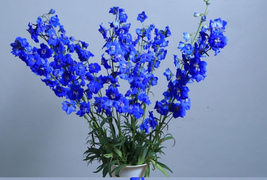 Delphinium grown by Cenacle Kenya
