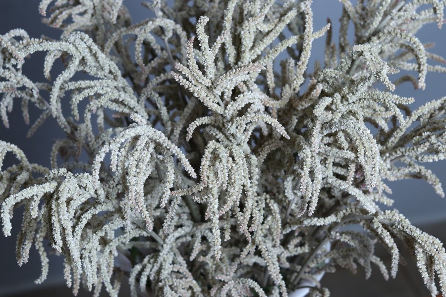Desert Amaranthus Cream White cut flower grown by Cenacle Kenya