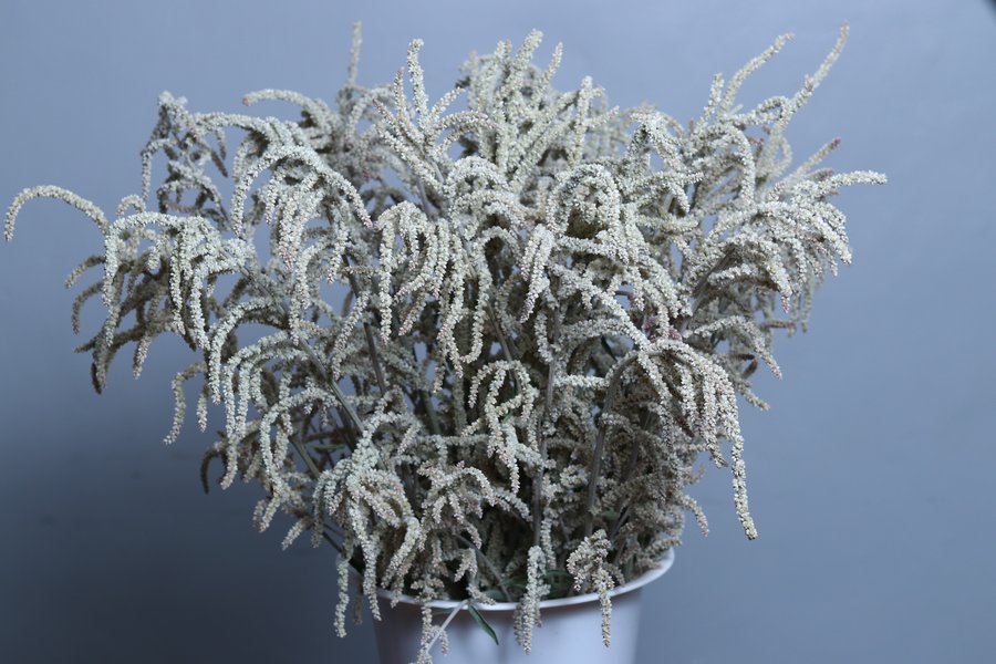 Desert Amaranthus grown by Cenacle Kenya