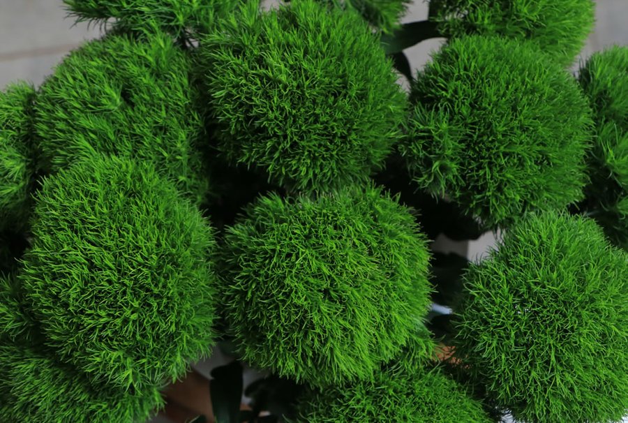 Dianthus Green Trick cut flower grown by Cenacle Kenya