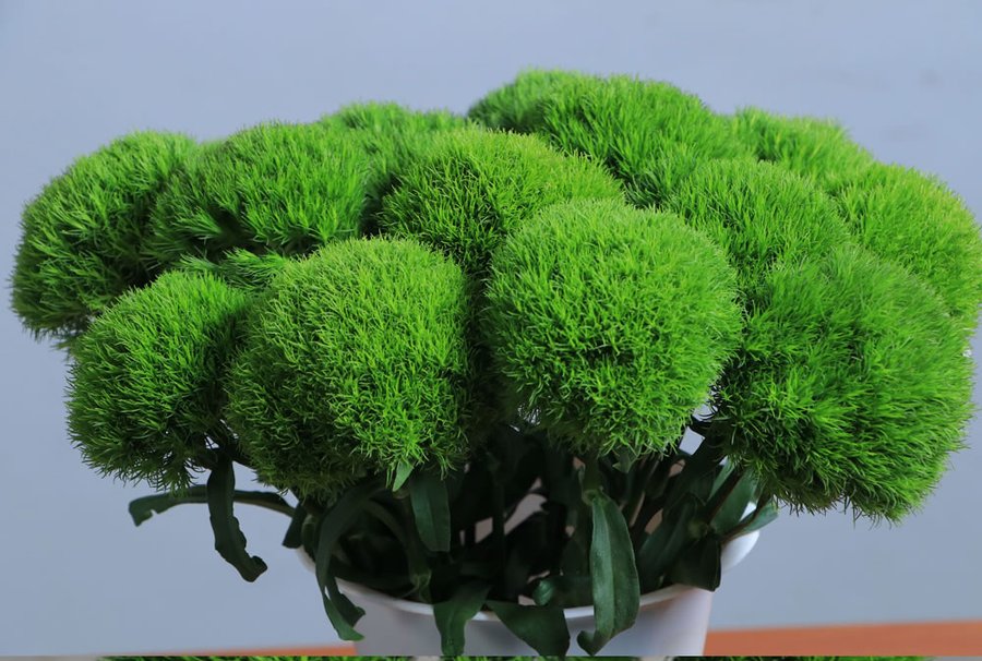 Dianthus grown by Cenacle Kenya