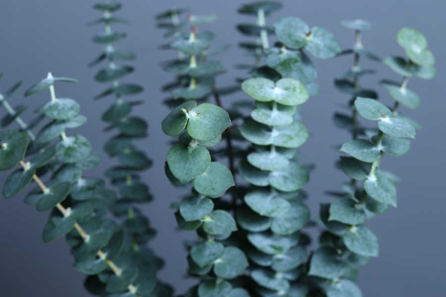 Eucalyptus Baby Blue cut flower grown by Cenacle Kenya