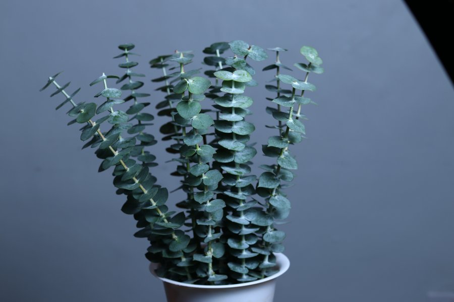 Eucalyptus grown by Cenacle Kenya