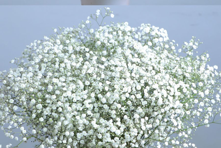 Gypsophila Xllence cut flower grown by Cenacle Kenya