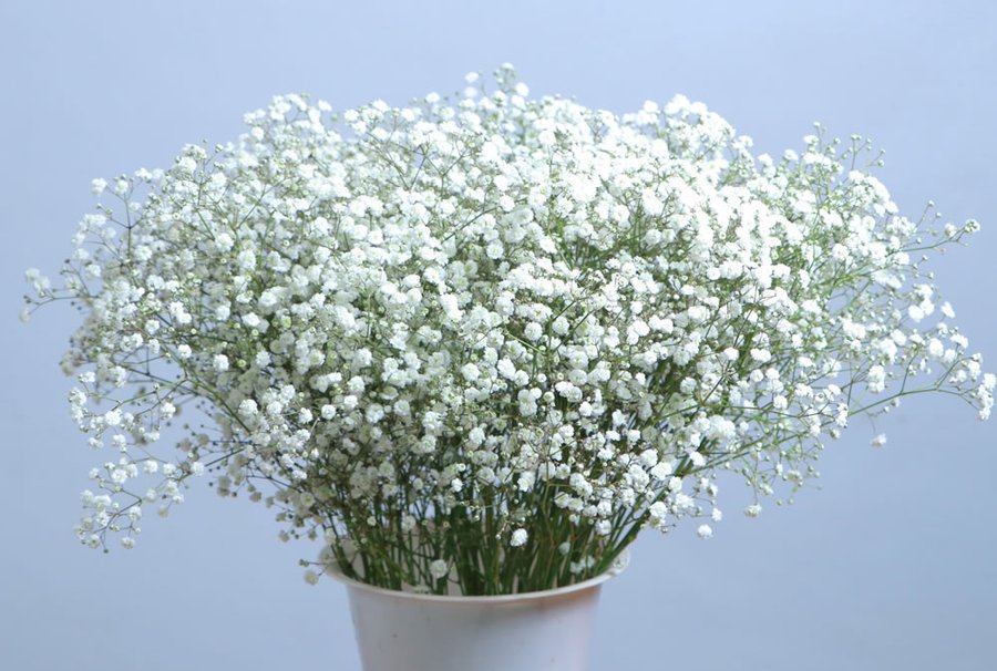 Gypsophila grown by Cenacle Kenya