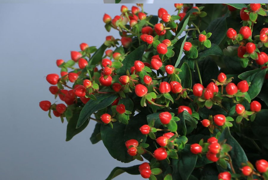 Hypericum Red cut flower grown by Cenacle Kenya