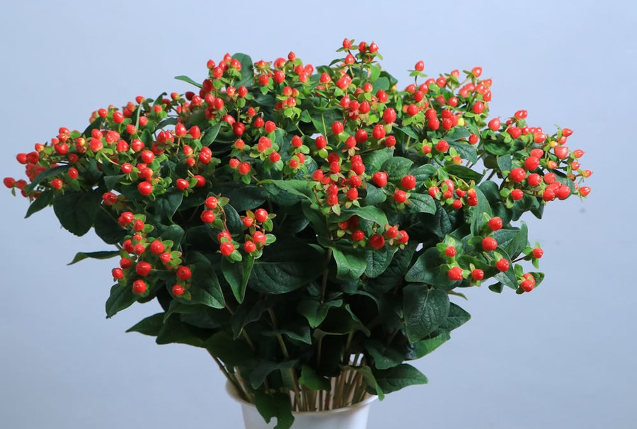Hypericum grown by Cenacle Kenya