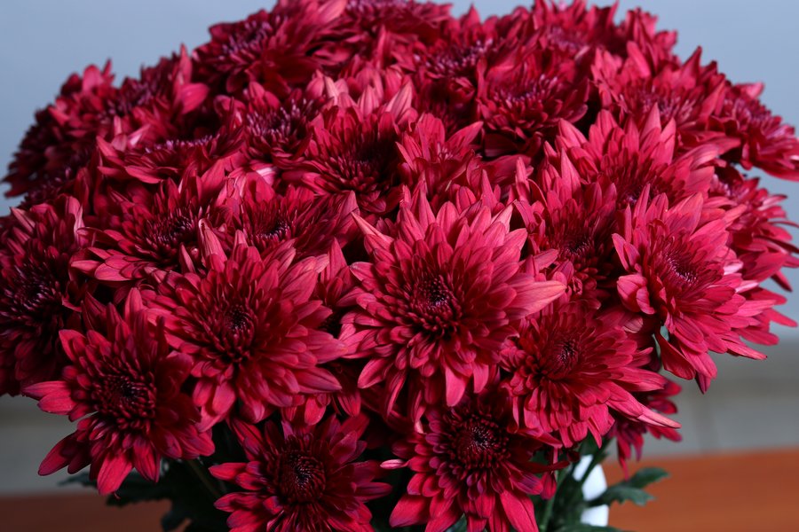 Lamira Red cut flower grown by Cenacle Kenya