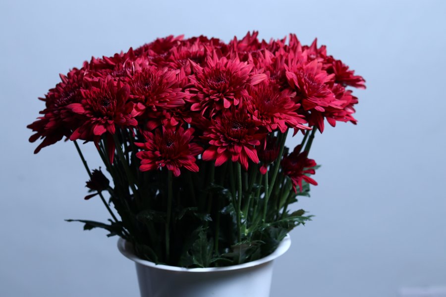 Lamira grown by Cenacle Kenya