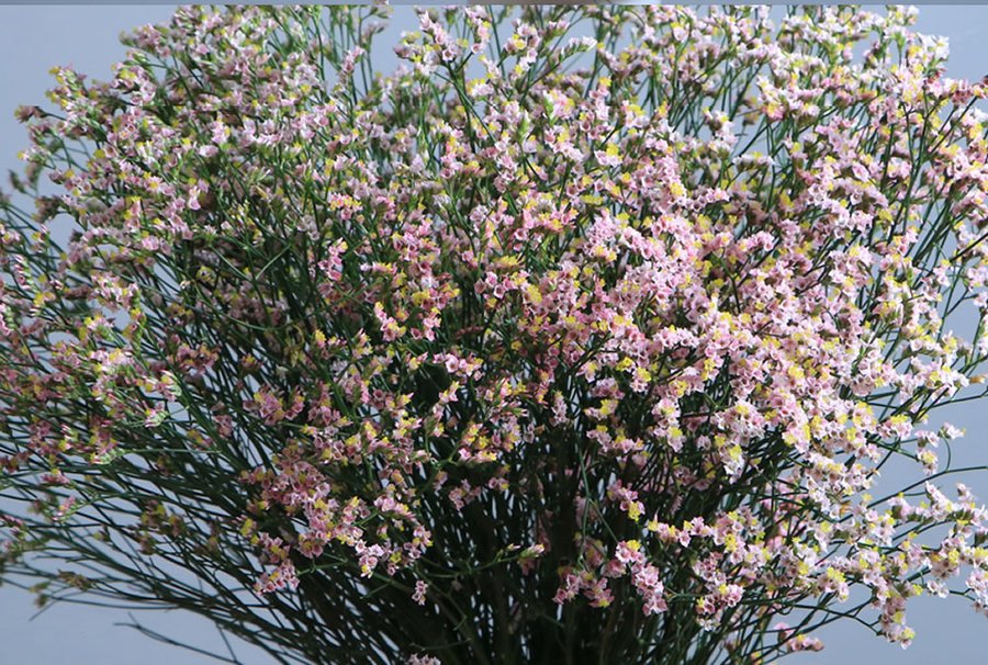 Limonium Pink cut flower grown by Cenacle Kenya