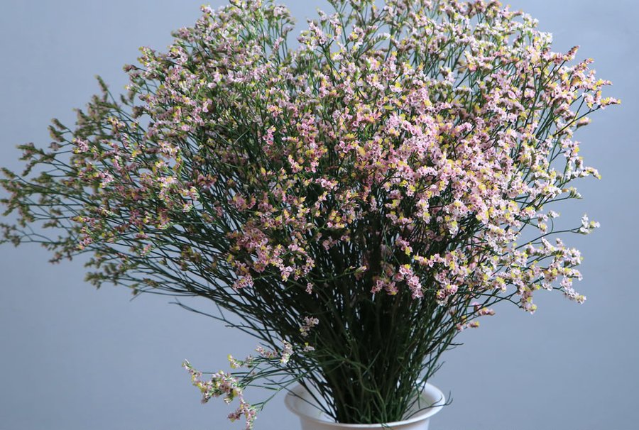 Limonium grown by Cenacle Kenya