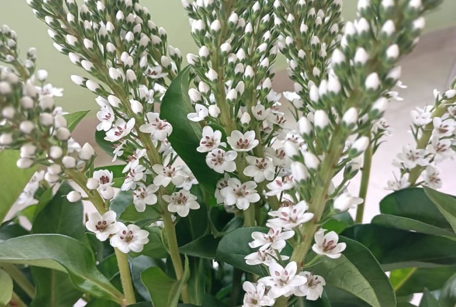 Lysimachia Yellow cut flower grown by Cenacle Kenya