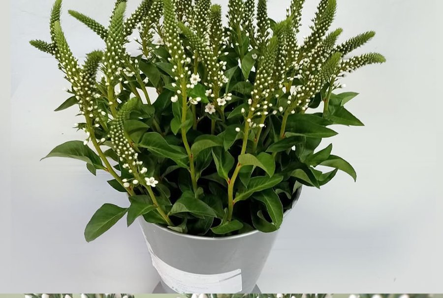 Lysimachia grown by Cenacle Kenya