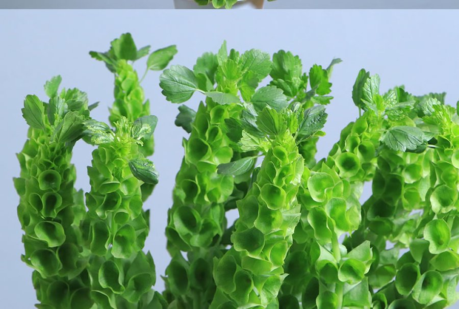 Mollucela Green cut flower grown by Cenacle Kenya