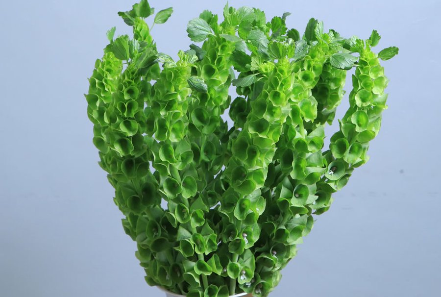 Mollucela grown by Cenacle Kenya