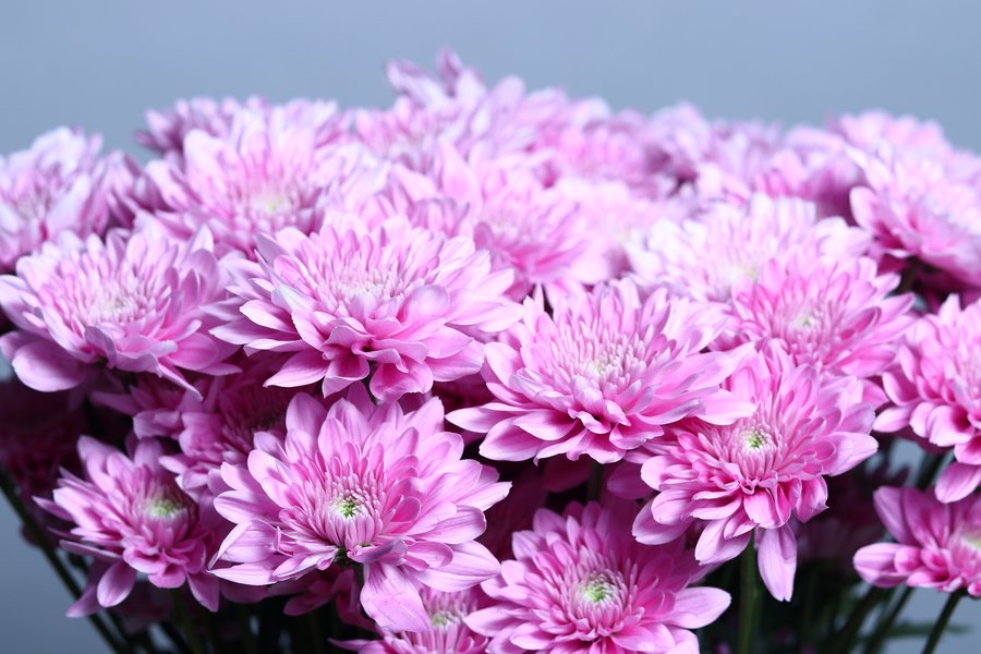 Nairobi Pink Soft Pink cut flower grown by Cenacle Kenya