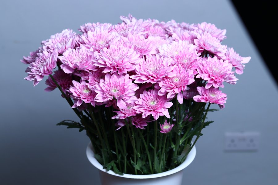 Nairobi Pink grown by Cenacle Kenya