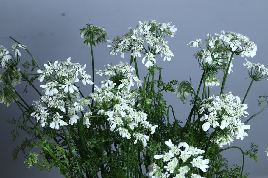 Olaya White cut flower grown by Cenacle Kenya