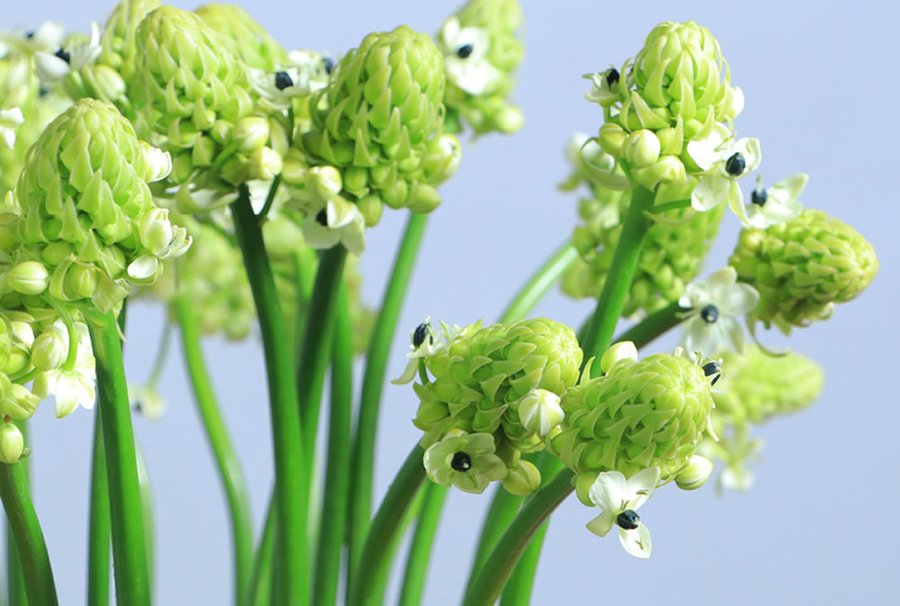 Ornithogalum White / Arabicum cut flower grown by Cenacle Kenya