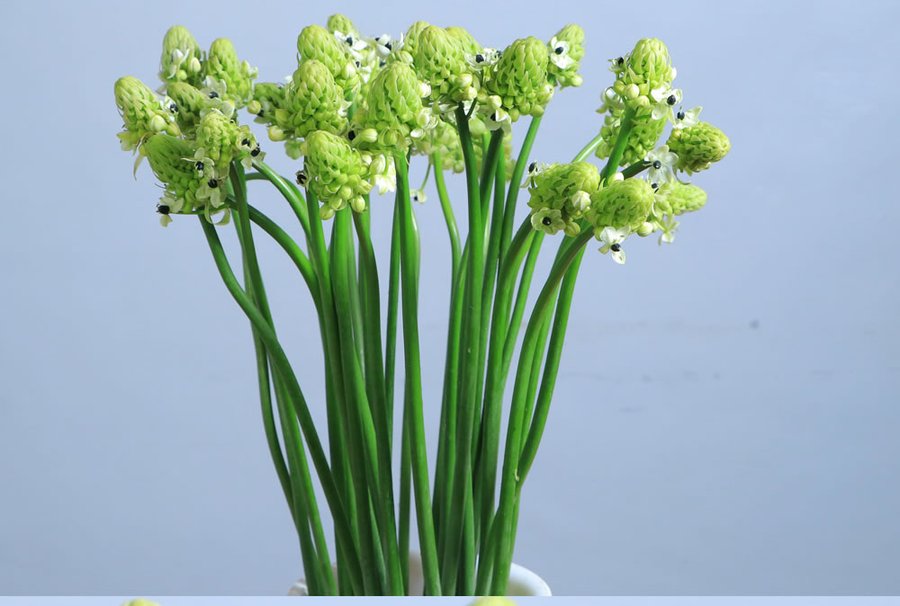 Ornithogalum grown by Cenacle Kenya