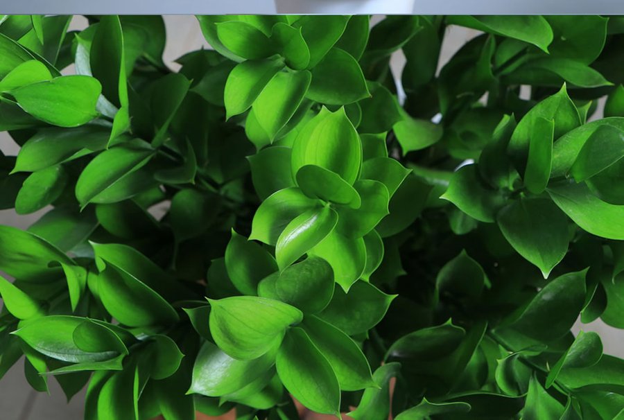 Ruscus Dark Green cut flower grown by Cenacle Kenya