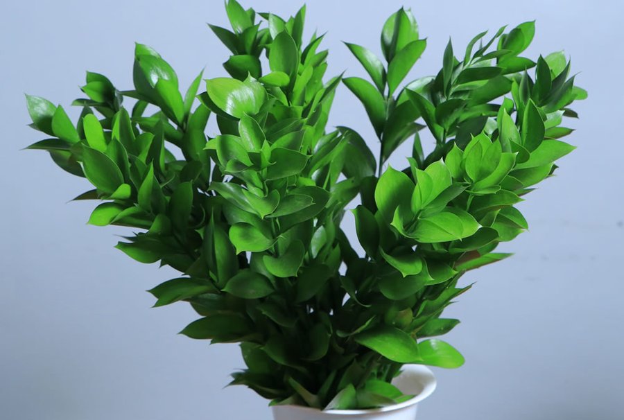 Ruscus grown by Cenacle Kenya