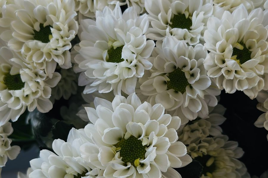 Santini White cut flower grown by Cenacle Kenya