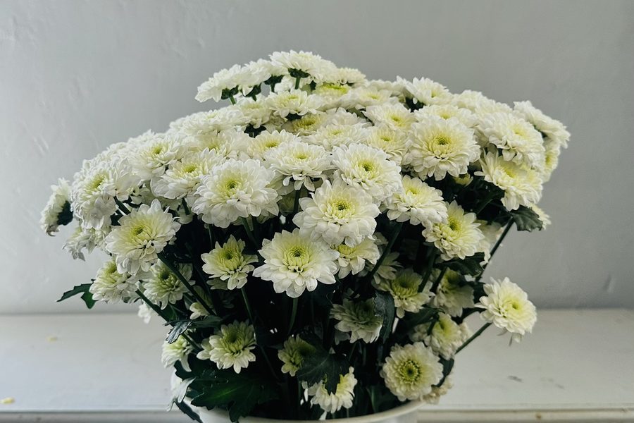 Santini grown by Cenacle Kenya