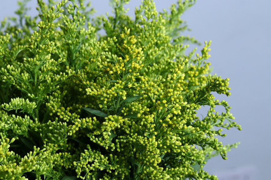 Solidago Standard cut flower grown by Cenacle Kenya