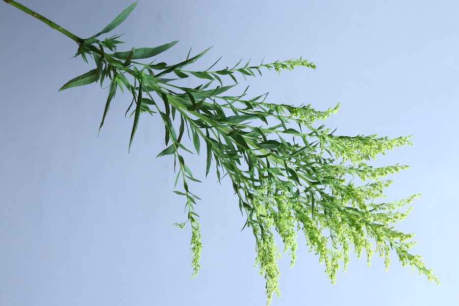 Solidago Standard cut flower grown by Cenacle Kenya