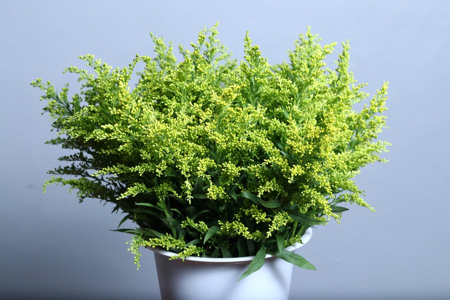 Solidago grown by Cenacle Kenya