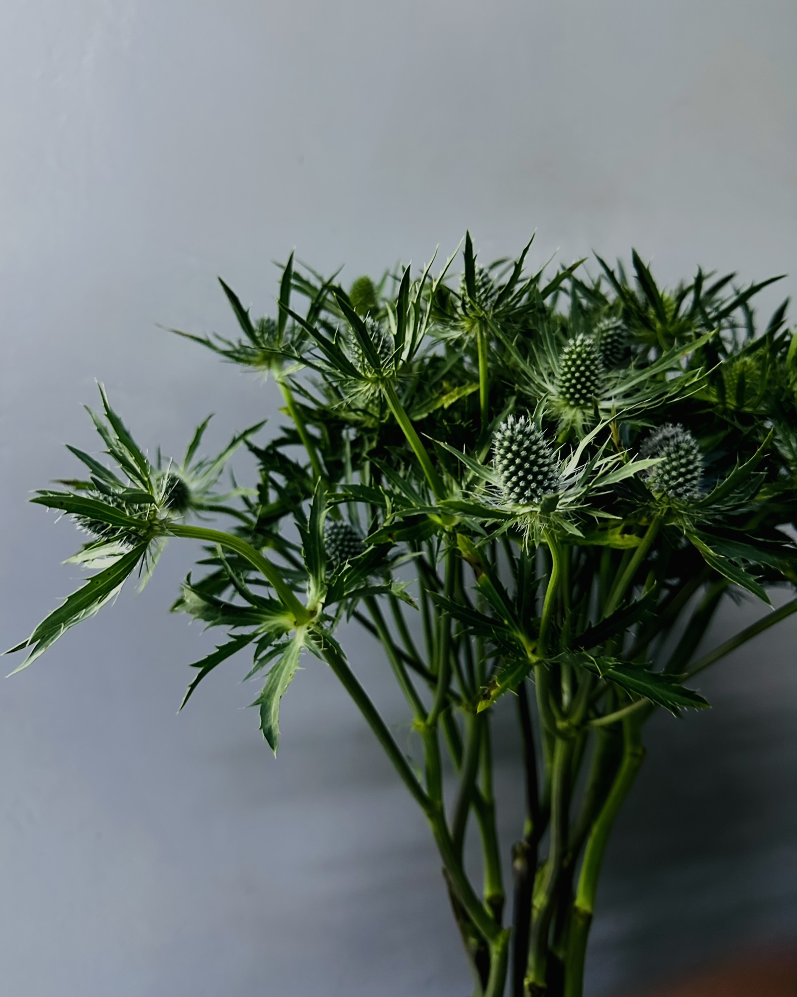 Eryngium Blue Steel cut flower grown by Cenacle Kenya