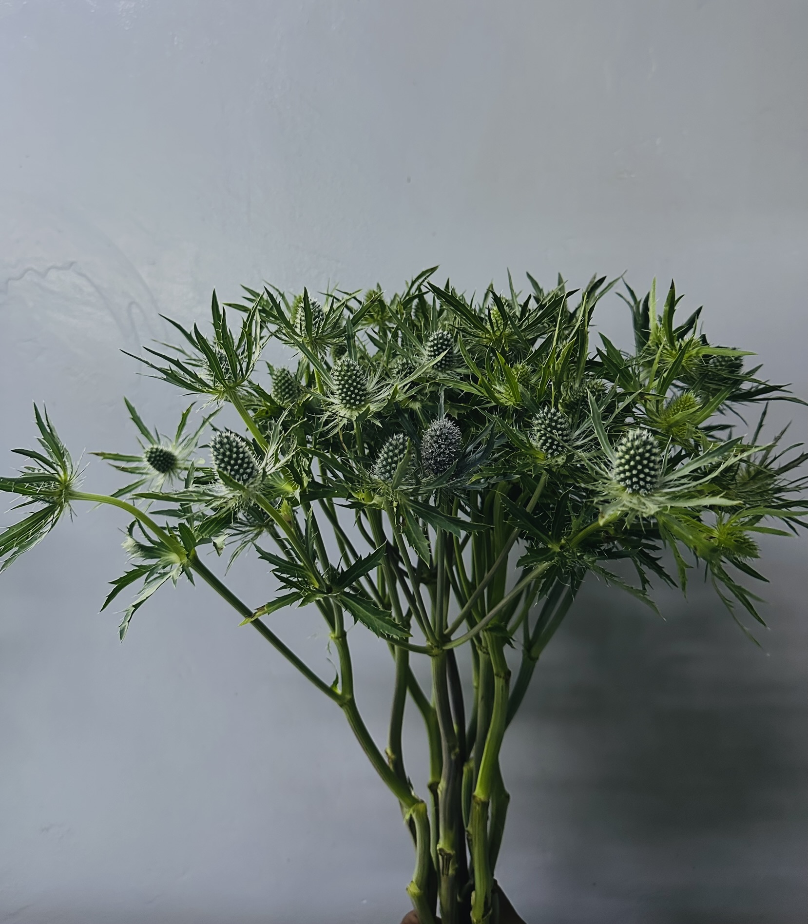 Eryngium grown by Cenacle Kenya