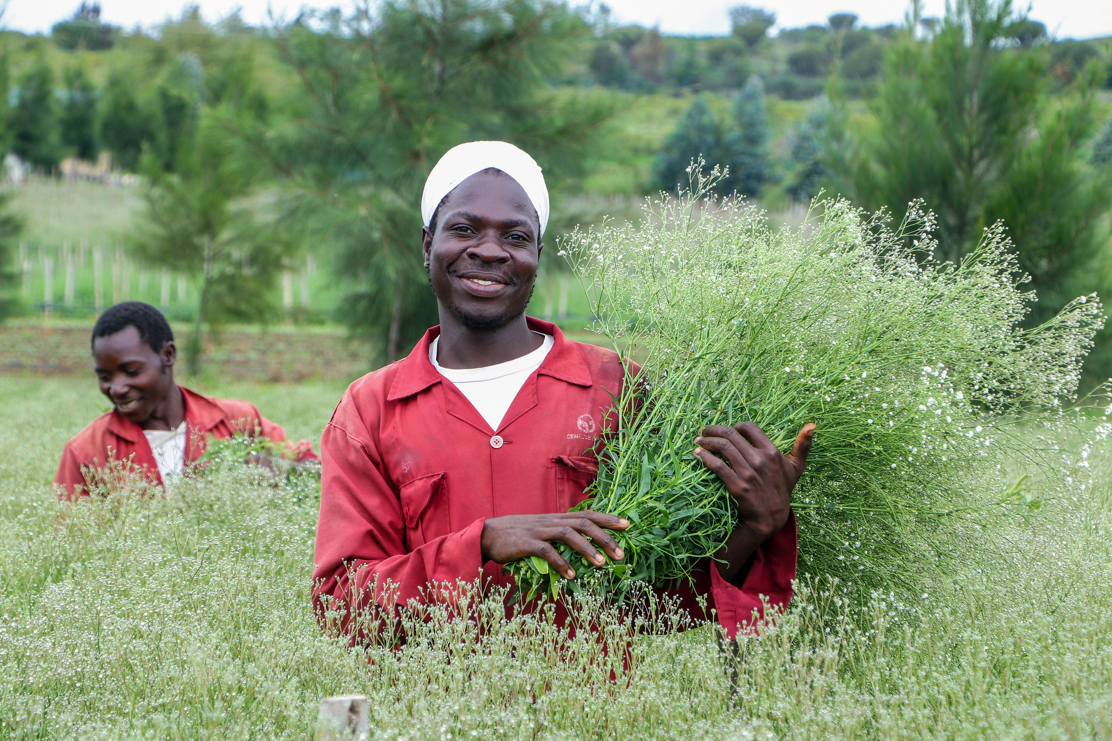 Worker harvesting gypsophila in the field